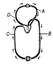 Breathing and Exchange of Gases mcq question image